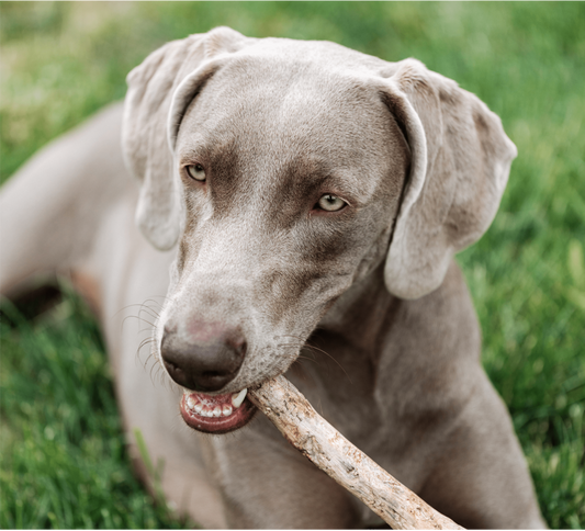 Why Do Dogs Chew On Objects？
